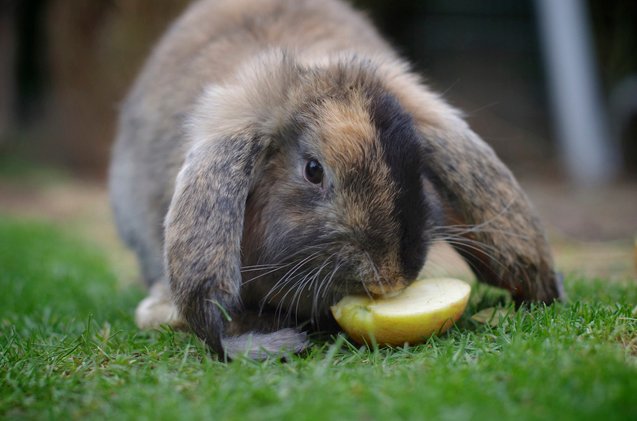 german lop