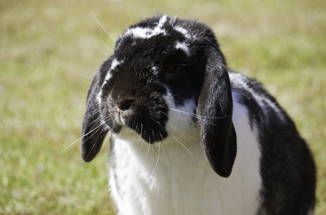 german lop