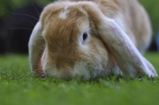 german lop