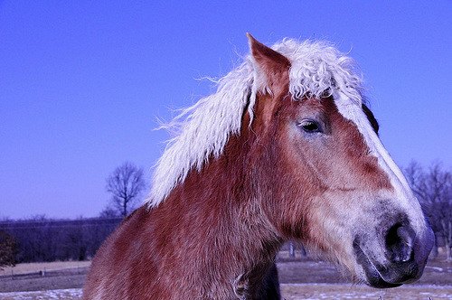 curly horse