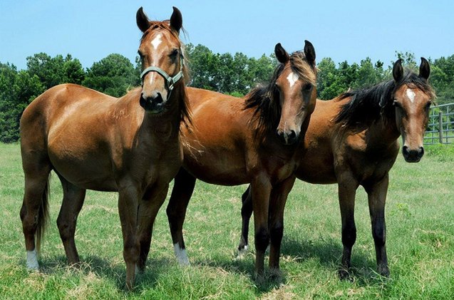 florida cracker horse