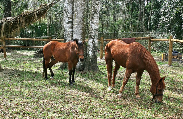 florida cracker horse