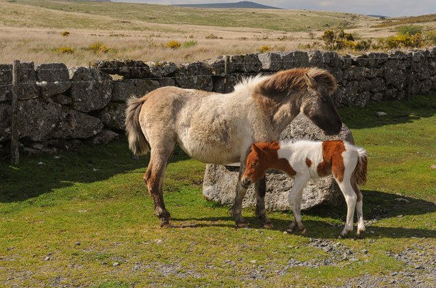 dartmoor pony