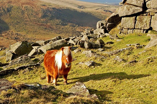 dartmoor pony