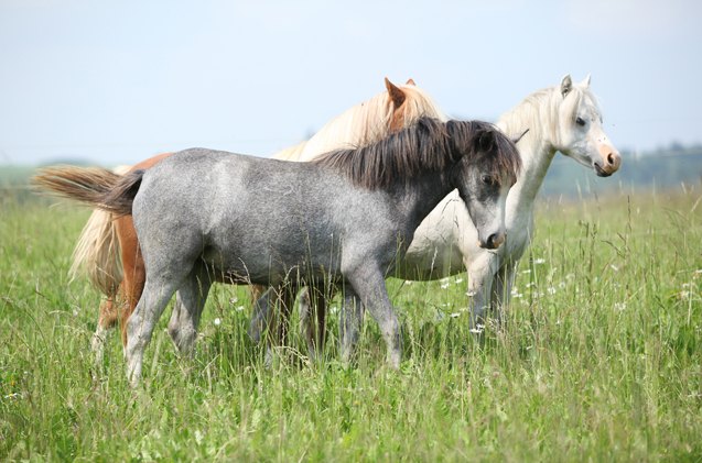 welsh pony