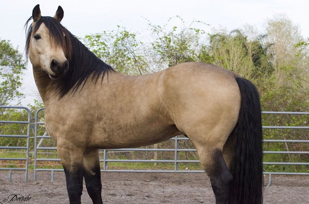 american walking pony