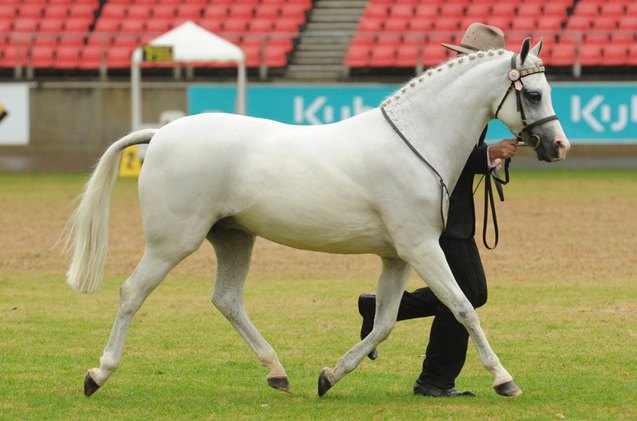 australian pony