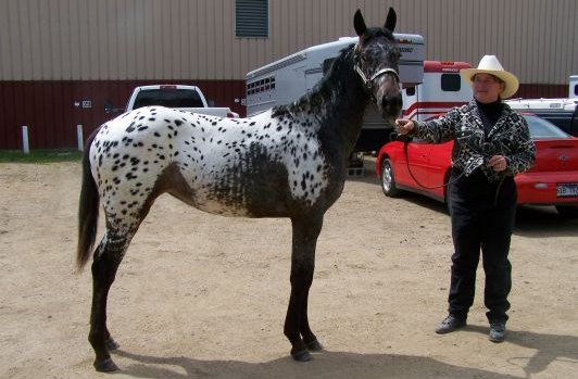 colorado ranger horse