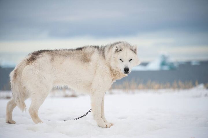 greenland dog