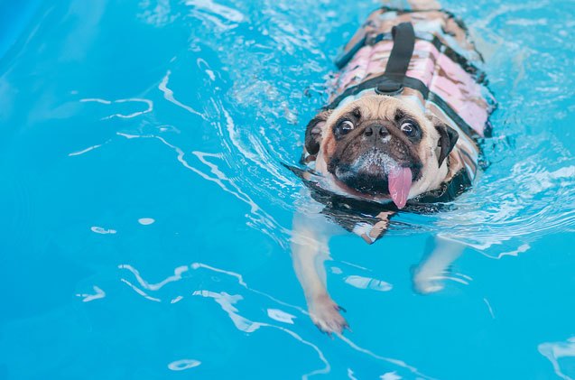 what you should know about canine hydrotherapy