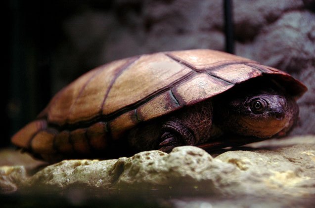 african sideneck turtle