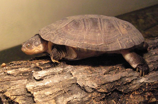 african sideneck turtle