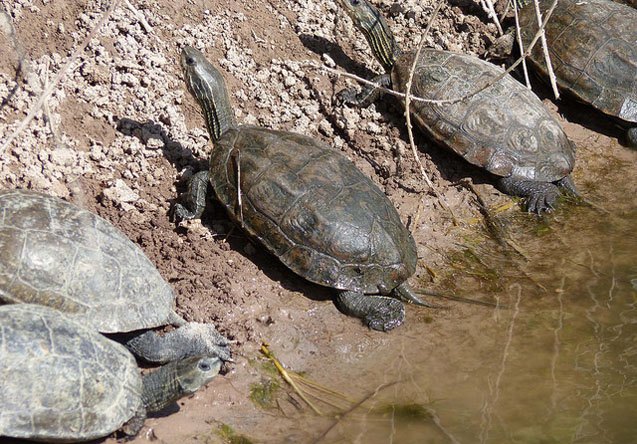 caspian pond turtle