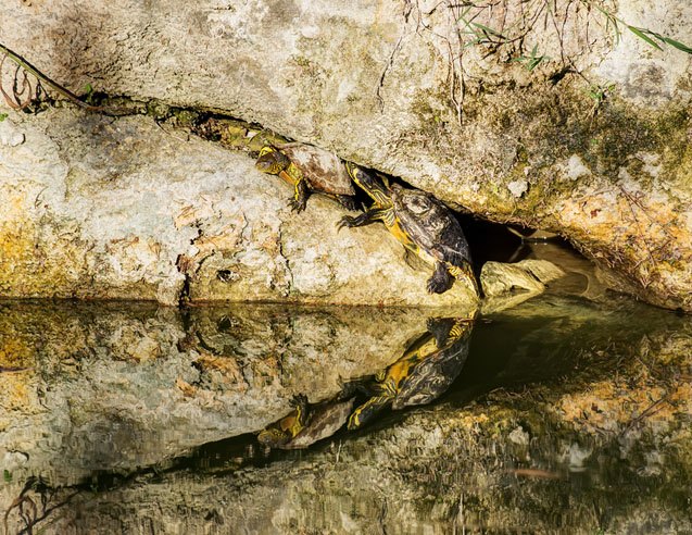 caspian pond turtle