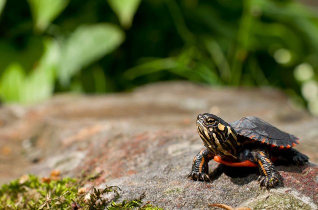 eastern painted turtle