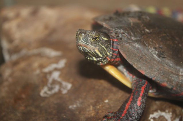 eastern painted turtle