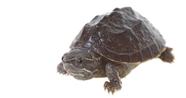 common musk turtle