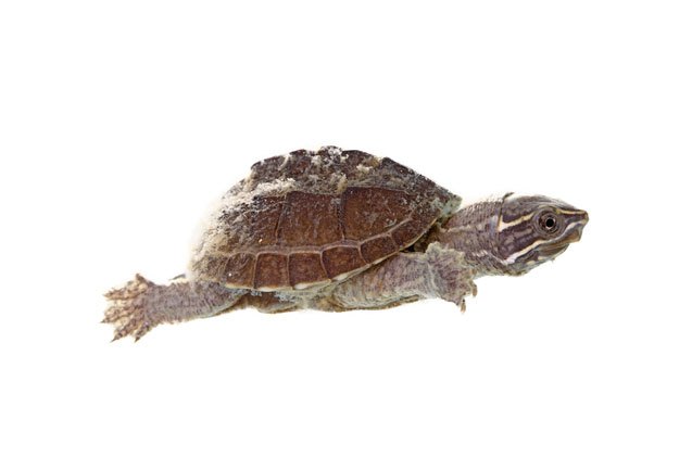 common musk turtle