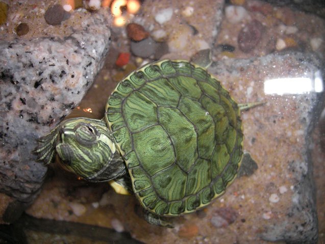 cumberland slider