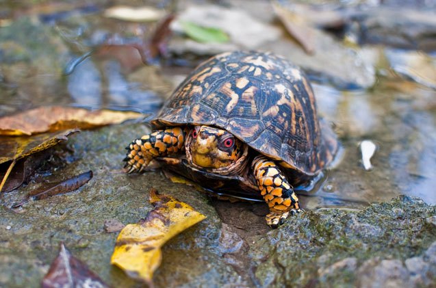 eastern box turtle