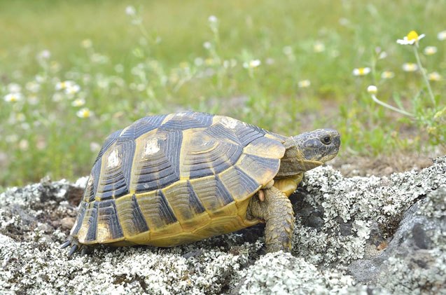 greek tortoise