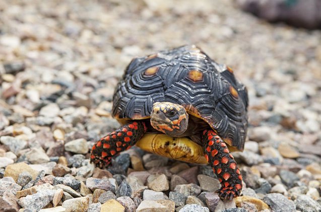 red footed tortoise