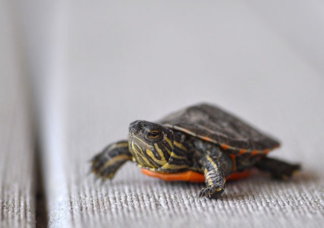 midland painted turtle