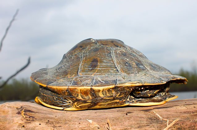 northern map turtle