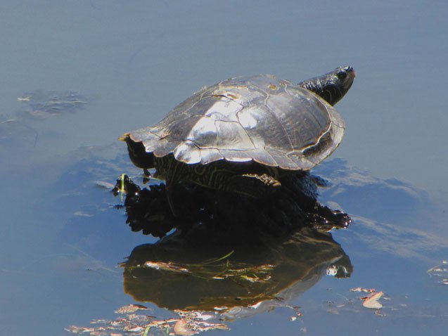 northern map turtle