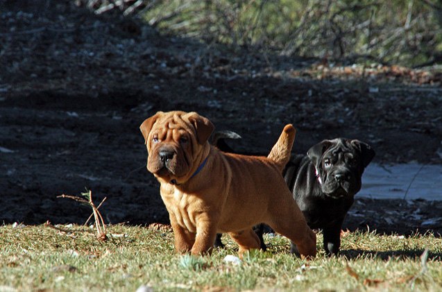 cocker pei