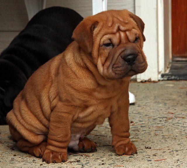 cocker pei