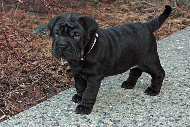 cocker pei