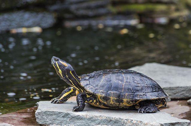 western painted turtle