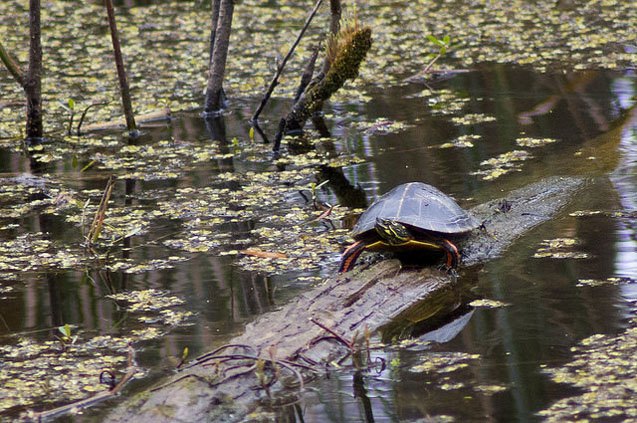 southern painted turtle