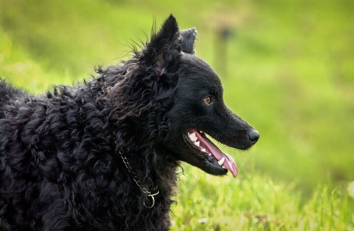 croatian sheepdog