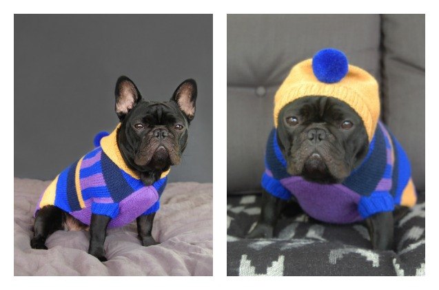 pooch pom pom sweaters are must haves this fall