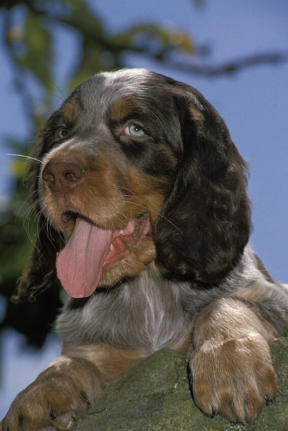 picardy spaniel