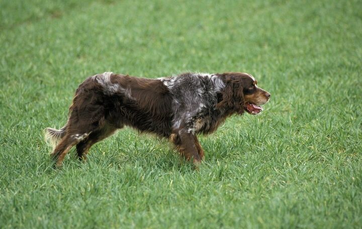 picardy spaniel