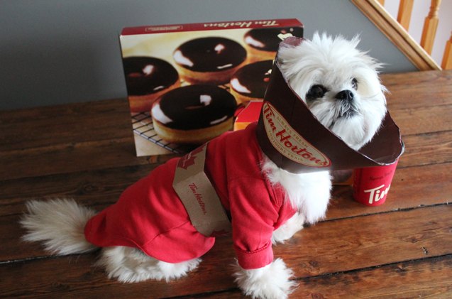 diy dog halloween costume tim hortons coffee cup