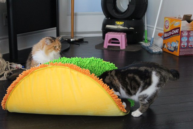 product review taco meoow cat bed