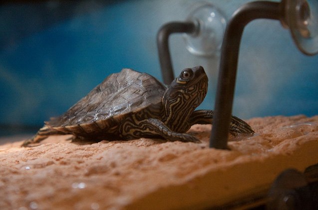 mississippi map turtle