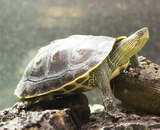 chinese stripe necked turtle