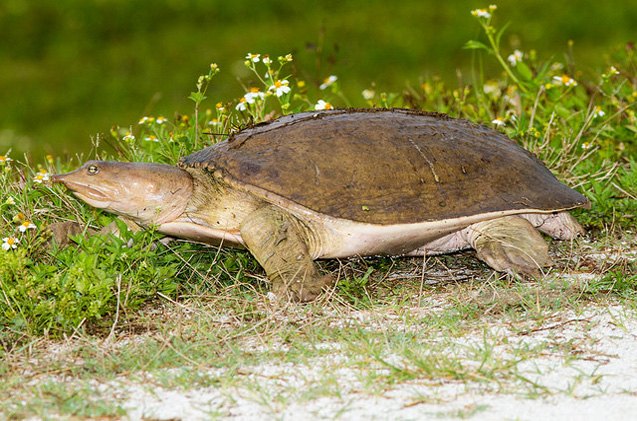 smooth softshell turtle