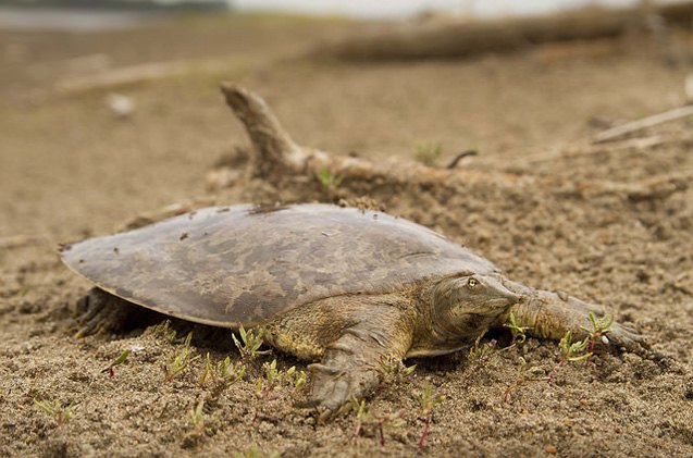 smooth softshell turtle