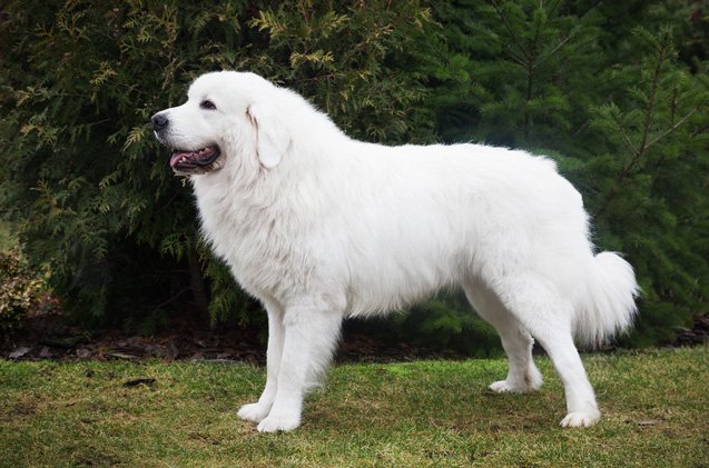 polish tatra sheepdog