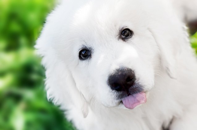 polish tatra sheepdog