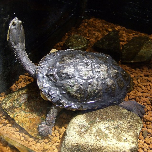 argentine snake necked turtle