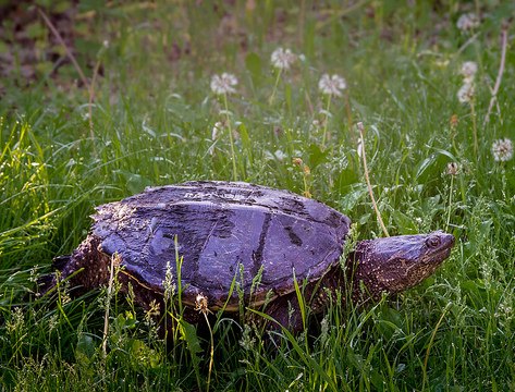 snapping turtle