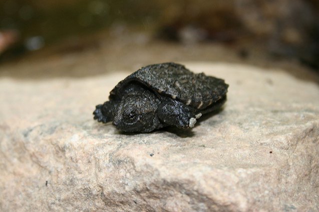 snapping turtle