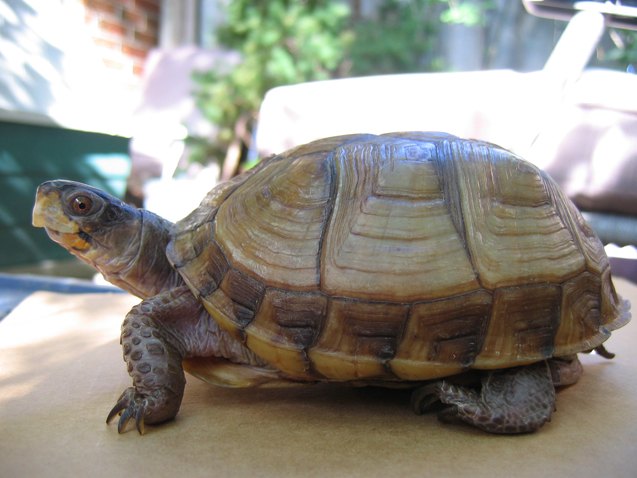 three toed box turtle